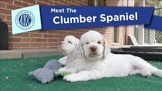 AKCs Meet the Clumber Spaniel [upl. by Limay67]