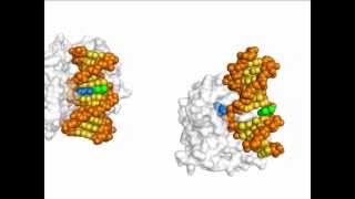 DNA Repair Animation [upl. by Cyndia]