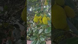 Njan valarthiye chakka ❤️❤️ homegarden jackfruit plants [upl. by Ardiedal]