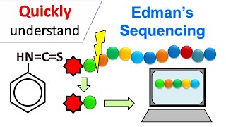 Edman degradation  Edman Sequencing [upl. by Eibber]