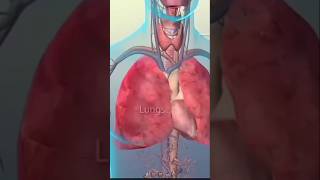 3D animation of alveoli 😍3danimation anime anatomy physiology shorts youtubeshorts [upl. by Aeslehc858]