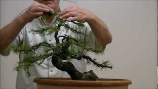 Demo op een Yamadori Larix decidua 1 [upl. by Silloc]