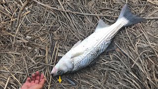 Striper fishing at Alviso 2020 November 4 San Jose CA [upl. by Elana802]