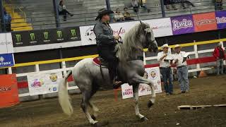 Hermosos Caballos Bailadores Palmares Costa Rica Dancing horses Dressage Competition part 4 [upl. by Meela545]