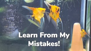 Super Red Koi Angelfish Breeding Learn From My Mistakes Raising From Eggs to Free Swimming Fry [upl. by Alisun286]