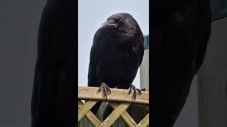 Crows are my favorite visitors in the garden birds wildlife nature [upl. by Kinnard]