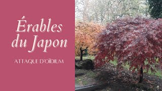 Érable du Japon attaque doïdium  Monjardindansleslandes [upl. by Onailerua378]