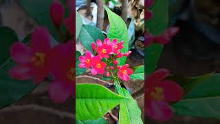 Jatrophagardencenterlife gardencenter permanentplants floweringplant redflower jatropha [upl. by Uaeb]