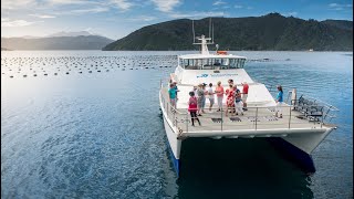 Seafood Odyssea Cruise in the Marlborough Sounds NZ [upl. by Ramad]