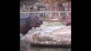 Hippo Fights  Fights for the territory  shorts [upl. by Hatch]