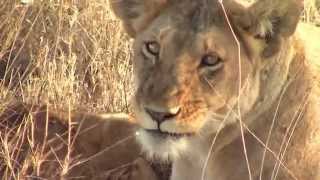 Wild animals in the Serengeti Africa highlights [upl. by Egidius874]