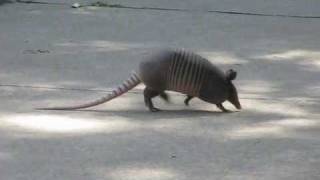 Briskly Walking 9Banded ARMADILLO of North Texas [upl. by Eoj]