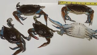 Blue Crabbing In The St Johns River  Using Hand Line With Pork [upl. by Xet]