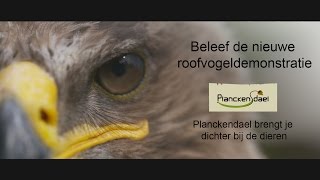 Beleef de nieuwe roofvogeldemonstratie [upl. by Onitsuaf]