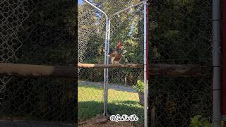 Serama rooster crowing ☀️🐓 petchickens cutepets petrooster funnypets chickens [upl. by Sehcaep]