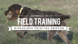 FIELD TRAINING WIREHAIRED POINTING GRIFFON [upl. by Anilem]