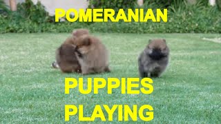 POMERANIAN PUPPIES PLAYING 1  ACER [upl. by Craw]