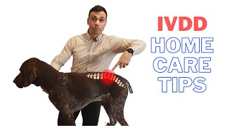 IVDD in Dogs  How you can provide relief for your dog [upl. by Aikcin]