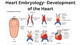 What is a Heart Embryology and Development of the Heart [upl. by Padriac]