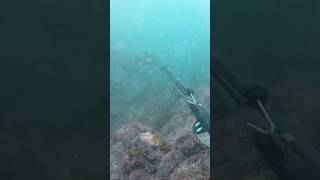 Spearfishing galjoen fishing ocean hunting adventure catch southafrica [upl. by Ahseel]