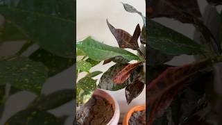 Croton plants indoorsplants houseplantlove youtubeshorts garden [upl. by Nolyak]