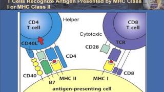 T Cell Activation and Control [upl. by Adnir69]