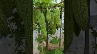 How to Grow Bitter Gourd Plant at Home plants farming shorts [upl. by Llednohs140]