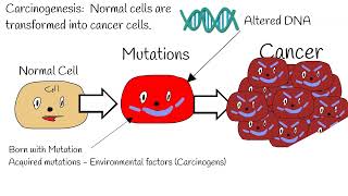 Carcinogenesis  Mechanism of action ProtoOncogenes vs Oncogenes tumor suppressor gene P53 [upl. by Ettelrac]