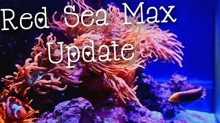 Reefing 86 The Anemone Reef Tank  Red Sea E260 MAX Reefer Aquarium UPDATE [upl. by Leviralc879]