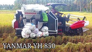 Disikat Habis Yanmar YH 850 Potong Padi di Medan Lumpur  Cara potong Padi Moderen di Aceh [upl. by Ennyleuqcaj533]