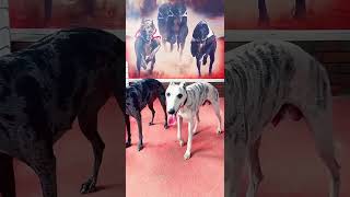 Dog Ability Training11 [upl. by Akinahc]