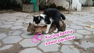 KUCING PERAWAN KAWIN LAMA BANGET [upl. by Yelssew689]