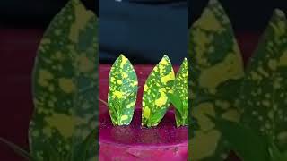 Plant propagation techniques botany trending nature plantscience viralshort howtopropogate [upl. by Eatnod]