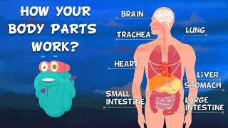 How Do Your Body Parts Work  Non Stop Episodes  The Dr Binocs Show  PEEKABOO KIDZ [upl. by Beaston]