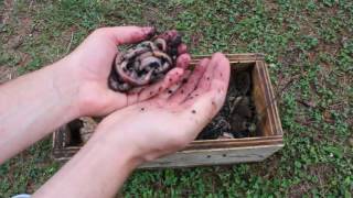 Howto Keep Earthworms Alive and Wriggling Tutorial [upl. by Holtorf443]