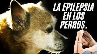 Epilepsia en Perros  IMÁGENES MUY FUERTES [upl. by Archibold]