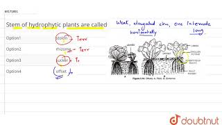 Stem of hydrophytic plnats are calleed [upl. by Aretak]