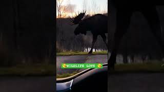 Wildlife love Nothing unusual just a Karelian moose walking along the road shorts nature [upl. by Sibell254]