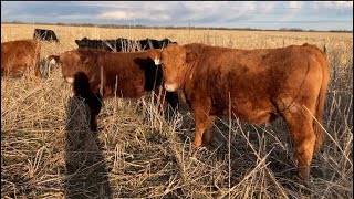 fenceline weaning [upl. by Donough]