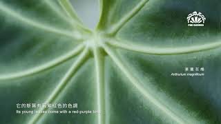 ［ 華麗花燭 Anthurium magnificum ］ PIBI GARDEN植物圖鑑012 [upl. by Zuliram945]