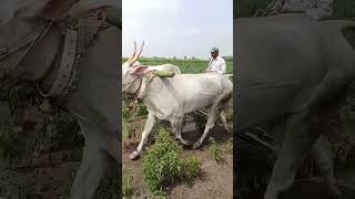 Palledoddi shiva khillari bulls instagramviralshort shortsfeedvillagebulls bigbossvilllagevlog [upl. by Edyaw]