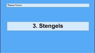 Basisstof 3 Stengels [upl. by Aicilaf838]