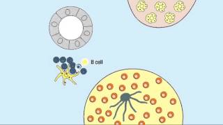 10 1 Germinal Center Reaction [upl. by Allister104]