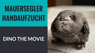 Mauersegler gerettet  die Aufzucht von Fundvogel Dino [upl. by Nestor273]