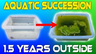 I Left Water Outside For 15 YEARS  Aquatic Succession [upl. by Ferrel]