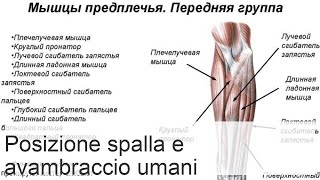 Anatomia dellavambraccio muscoli tabella funzione gruppo muscolare anteriore [upl. by Anerres]