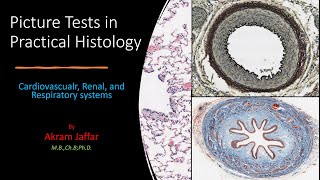 Picture Tests in Histology CVS Respiratory Renal [upl. by Ynaoj735]