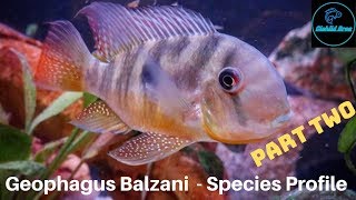 Gymnogeophagus Balzanii  Species Profile PART TWO [upl. by Pollard]