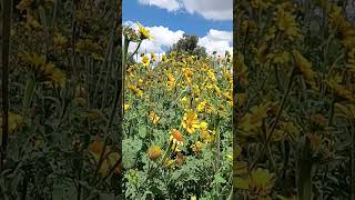 🌼🌻🌼🌻♥️🤩 flowers flores floresamarillas nature loveflowers viralvideos [upl. by Yelsna]