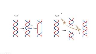 Topoisomerase I II molecular biology mp4 [upl. by Eimma]